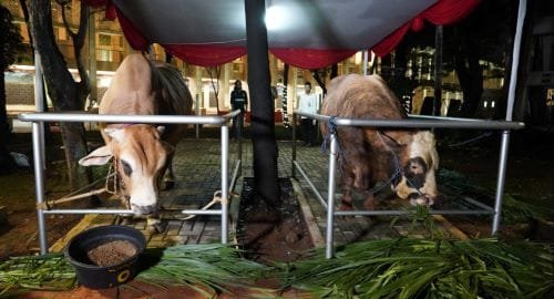 Ekonomi Kurban Indonesia Tembus Rp18,28 Triliun Tahun Ini