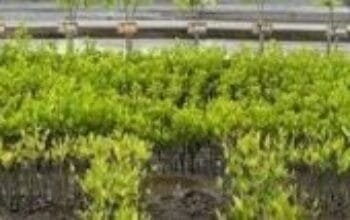 Tagar Tak Bisa Menanam Mangrove