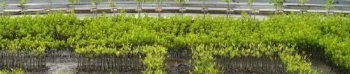 Tagar Tak Bisa Menanam Mangrove