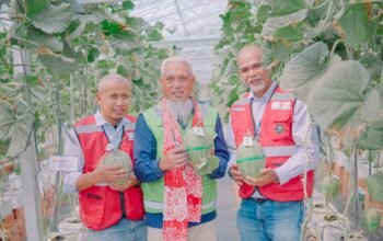Panen 1.800 Melon Sekali Petik, Program Smart Greenhouse Ubah Wajah Desa Lingga