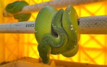 103 Reptil Langka Diselundupkan, Dua WNA Kini Diburu