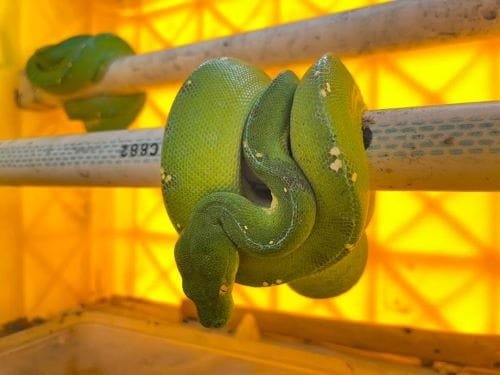 103 Reptil Langka Diselundupkan, Dua WNA Kini Diburu