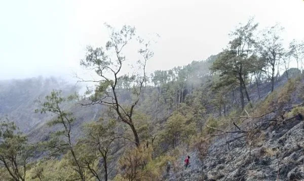 Api Lahap 282 Hektare Bukit Sempana, 25 Pendaki Dievakuasi