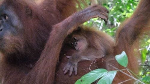 Badar Lahir di Jantho, Asa Baru Orangutan Sumatera