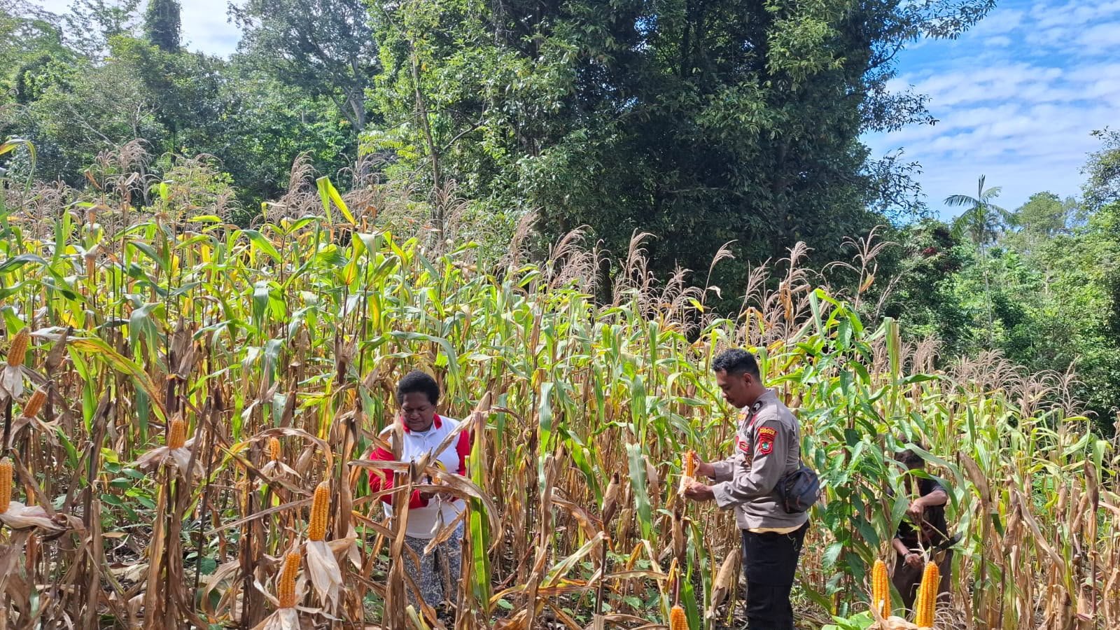 Panen Jagung Hibrida Wurkendik Sukses, Sinergi Polri dan Petani Perkuat Ketahanan Pangan di Fakfak