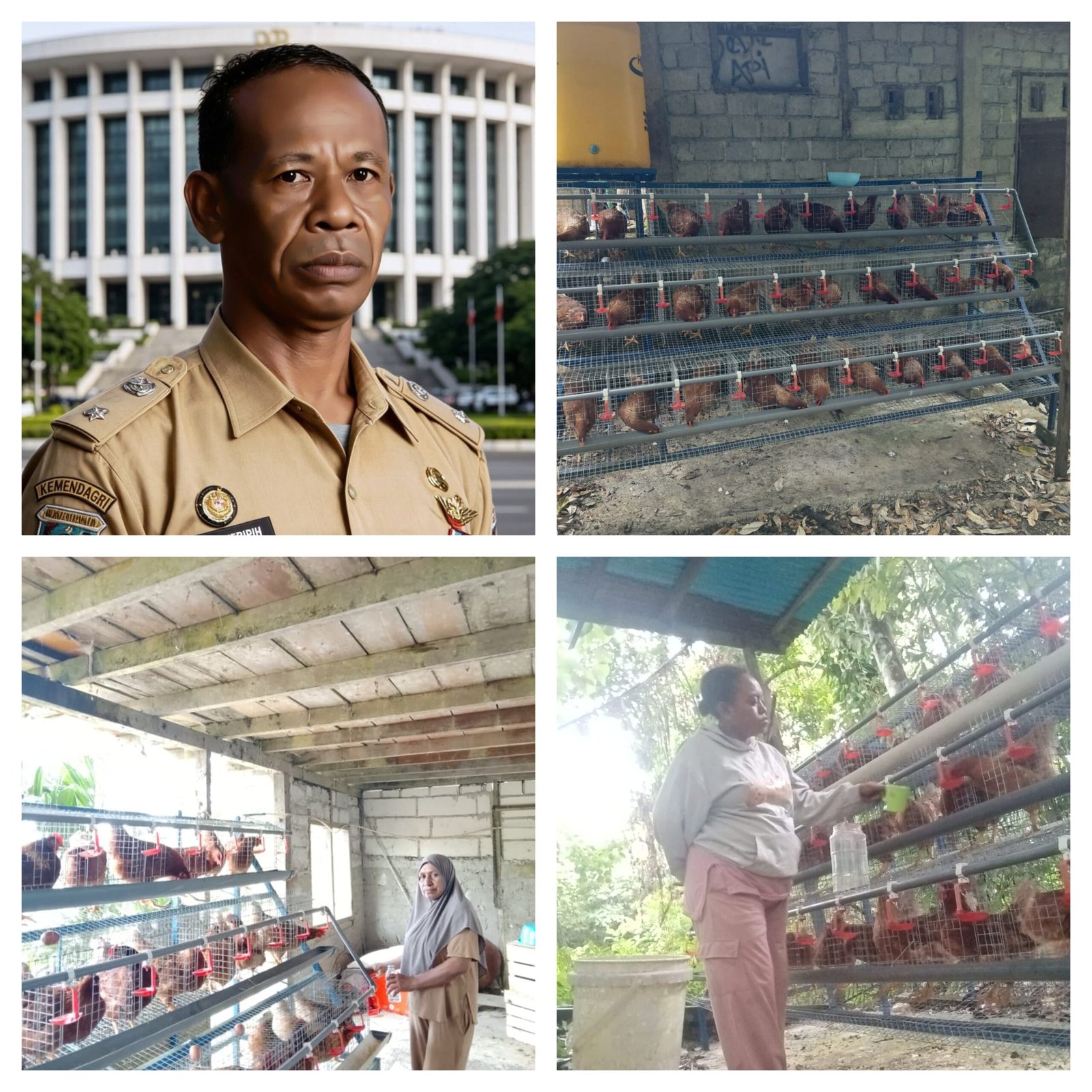 Enam Kandang Ayam Petelur di Kampung Tanama Siap Berproduksi, Dikelola Ketua RT