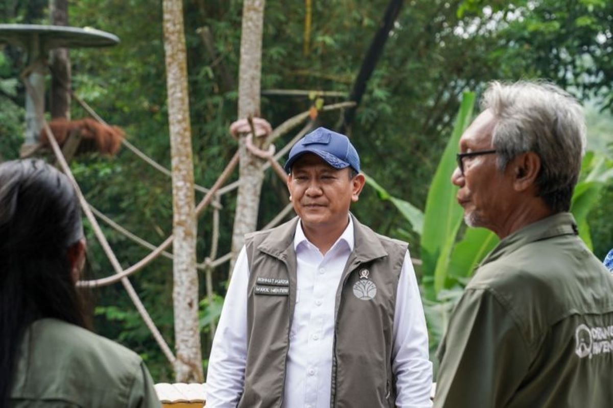 Empat Orangutan Siap Pulang, Ini Perjalanan Panjangnya