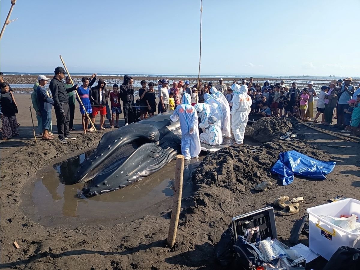 Mengapa Paus Bungkuk yang Masih Hidup Gagal Diselamatkan?