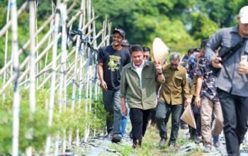 SSTP Sumsel Kembangkan Indigo hingga Pakan Ternak Berbasis Rumput Gajah