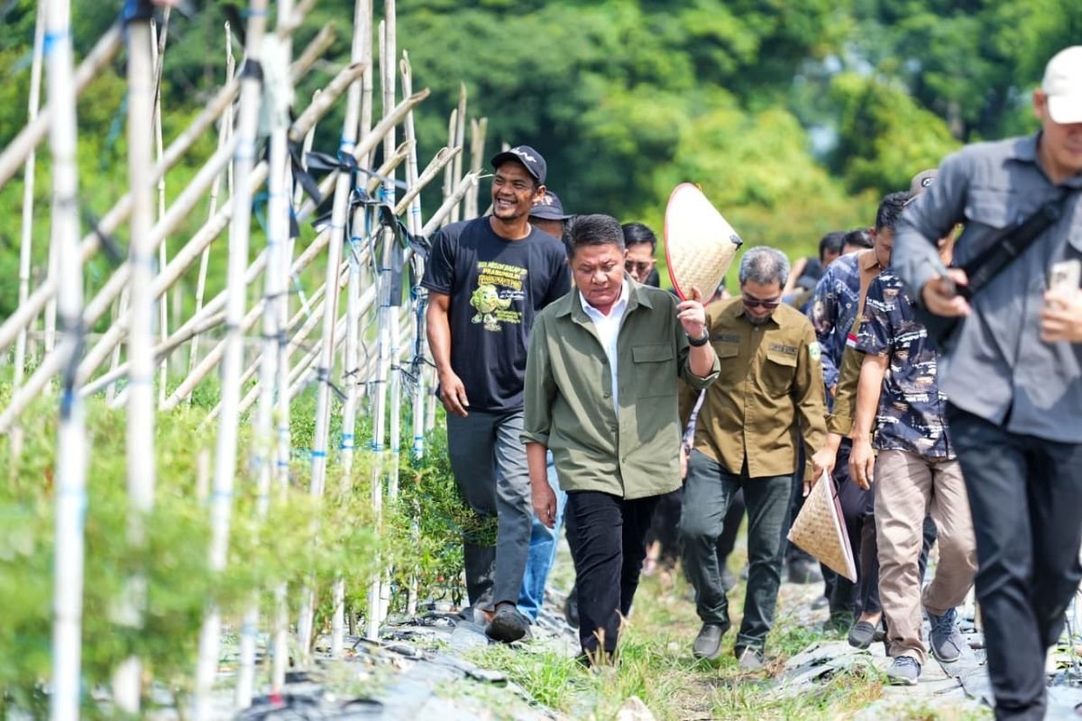 SSTP Sumsel Kembangkan Indigo hingga Pakan Ternak Berbasis Rumput Gajah