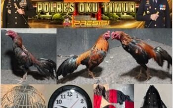 Polisi OKU Timur Ungkap Judi Sabung Ayam, Satu Tersangka Diamankan