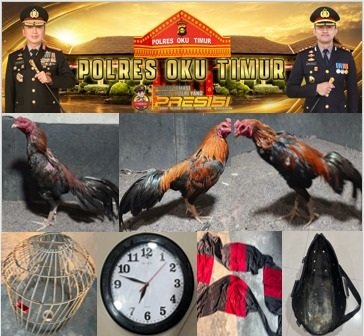 Polisi OKU Timur Ungkap Judi Sabung Ayam, Satu Tersangka Diamankan