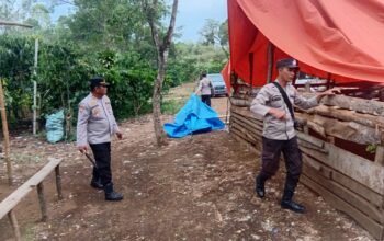 Polsek Pajar Bulan Bongkar Arena Sabung Ayam, Diduga Jadi Lokasi Perjudian