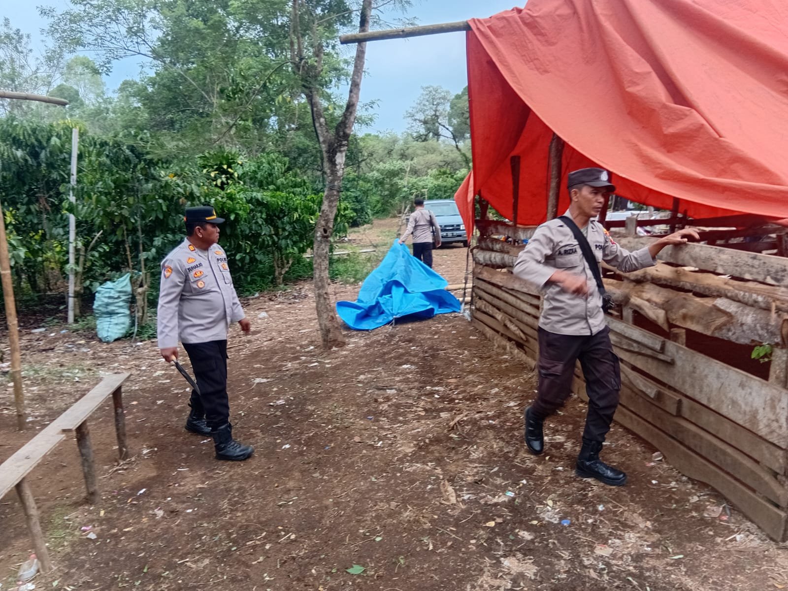 Polsek Pajar Bulan Bongkar Arena Sabung Ayam, Diduga Jadi Lokasi Perjudian