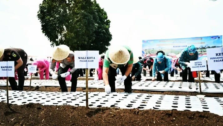 Pemkot Pagaralam dan Polres Tanam Bawang Putih Serentak, Dukung Swasembada Pangan Nasional