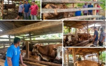 Tiga Tahun Sapi Bertambah, Aset Desa Tumbuh, ” Potret Ketahanan Pangan Sidorahayu Buay Pemaca