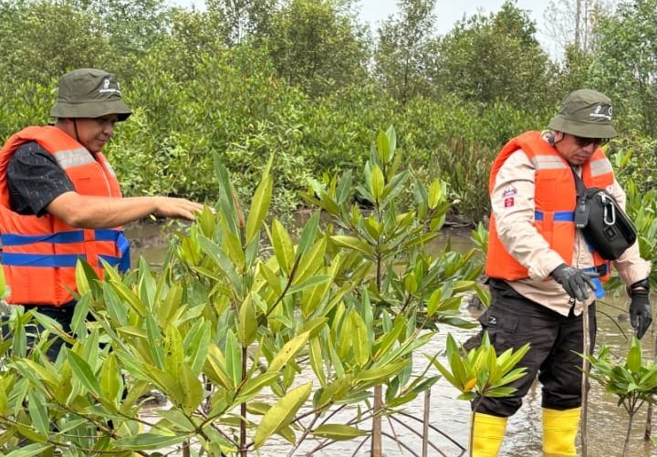 Sejak 2024, Medco E&P Rehabilitasi 2,2 Hektare Kawasan Mangrove Banyuasin